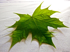 One leaf...Oxygène...
