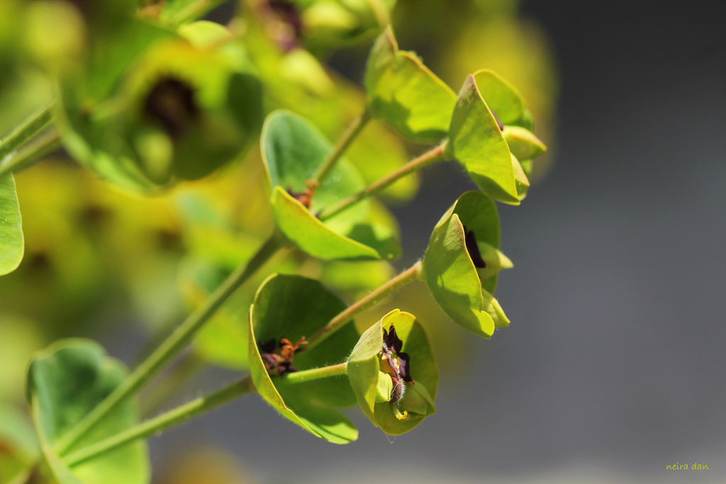 Euphorbia martinii (3)