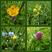 Flora and Fauna in the undergrowth (4 x PiPs)