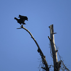 Black vulture on my neighbor's dead tree
