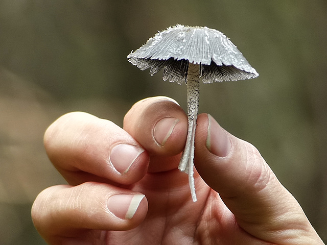 Magpie Inky Cap / Coprinus picaceus?