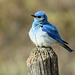 Mountain Bluebird male /Sialia currucoides, fluffed up
