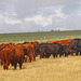 Sussex Red cows on Cradle Hill, Seaford 13 7 2023