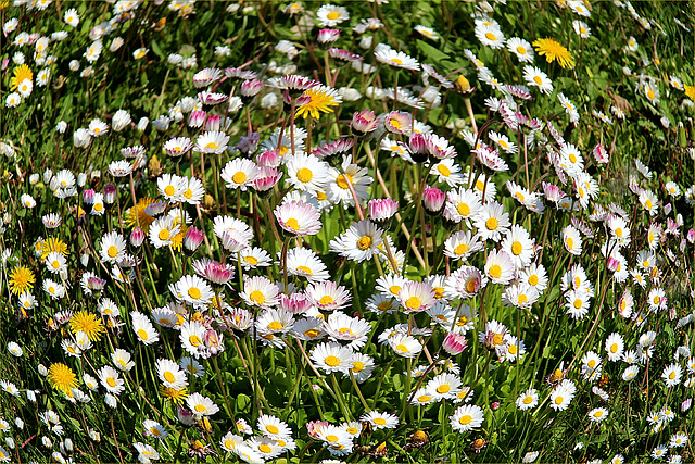 Blümchen-Wirbel Blümchen-Wirbel