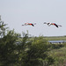 Flamingos on Landing Approach