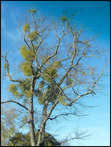mistletoe in a blue sky