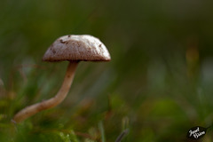 32/366: Dreamy Mushroom