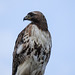 Hawk on the look-out