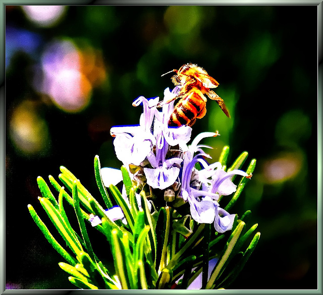 Rosmarin mit Biene... ©UdoSm
