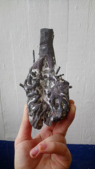 heart-lung