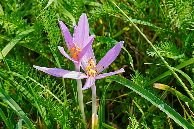 Eine der giftigsten Pflanzen - One of the most poisonous plants