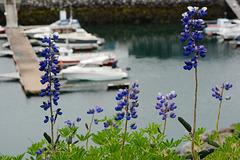 Iceland, Keflavik, Lupins and Boats