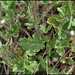 Saxifraga granulata (1)