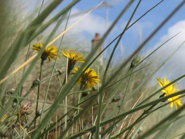 The flowers were nice to see in amongst the dunes