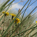 The flowers were nice to see in amongst the dunes