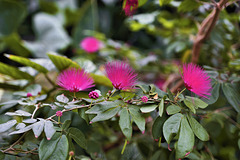 Powder-puff Flowers – Brooklyn Botanic Garden, New York, New York
