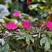Powder-puff Flowers – Brooklyn Botanic Garden, New York, New York