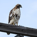 Red-tailed? Hawk