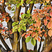 Bonsai Crepe Myrtle – United States National Arboretum, Washington, DC