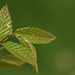 Sweet chestnut (Castanea sativa) leaves