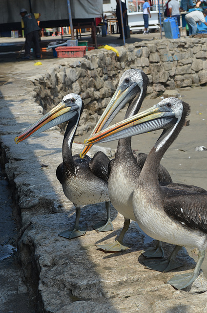Lima, Playa Agua Dulce, Three Pelicans