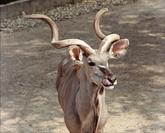 Greater Kudu at London Zoo - June 1982