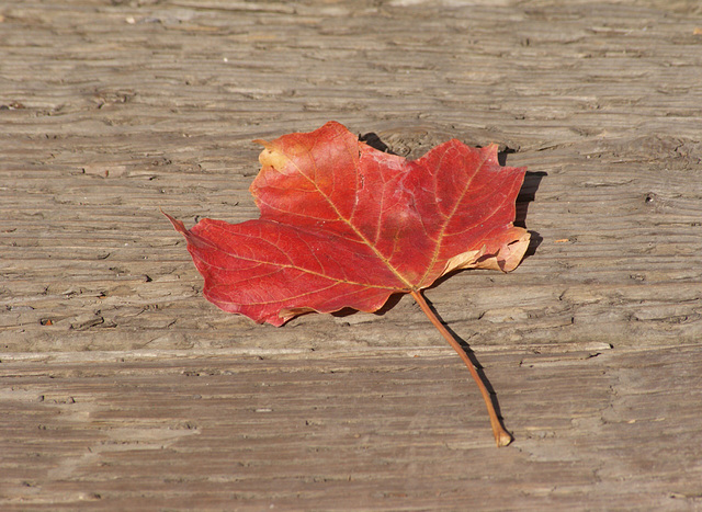 7/50 maple leaf, feuille d'érable