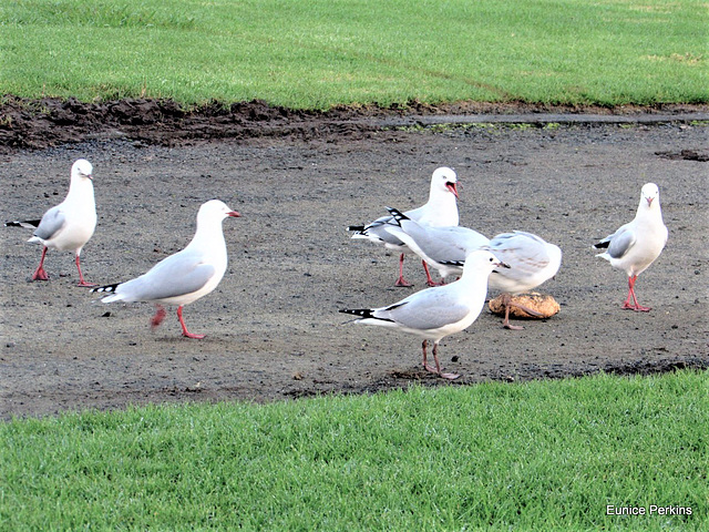 Seagulls at Raglan Camping Grounds.