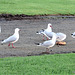 Seagulls at Raglan Camping Grounds.