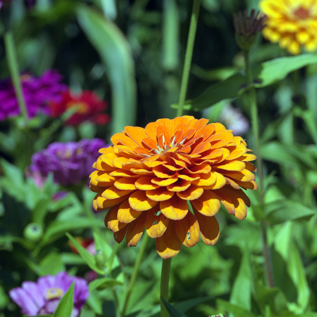 Z is for Zinnia