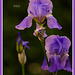 Iris germánica