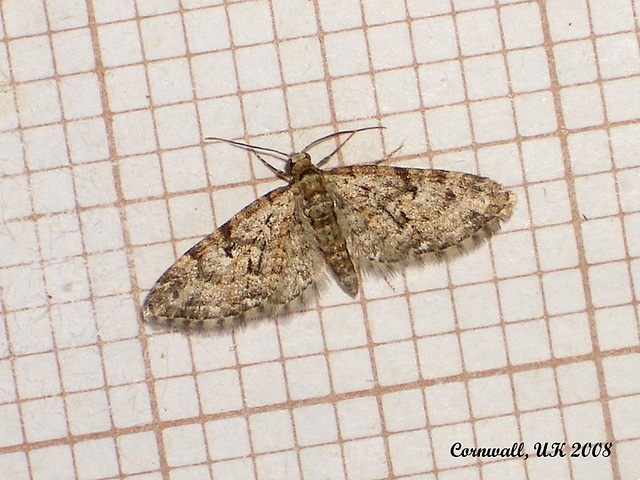 1853 Eupithecia dodoneata (Oak-tree Pug)