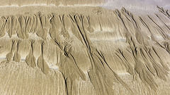 The Settlands sand trees 1