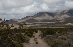 Mojave National Preserve (#1022)