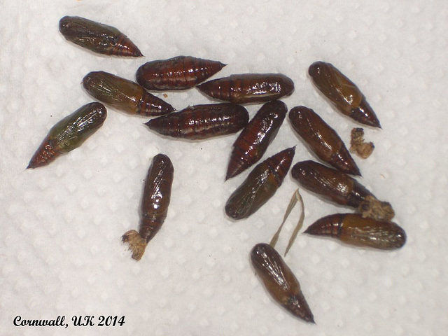 1965a Pseudocoremia suavis (Common Forest Looper) Pupae