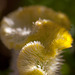 203/366: Yellow Cockscomb Celosia