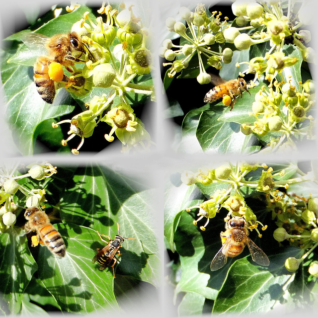 Honigbienen arbeiten... ©UdoSm