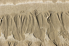 The Settlands sand trees 2