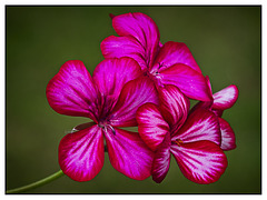 Geranium Single Ivy "Purple Bi-colour"