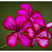 Geranium Single Ivy "Purple Bi-colour"