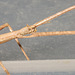 IMG 4308Stickinsect