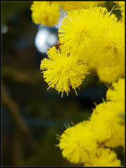 #46 Acacia dealbata - 'The color is Yellow'