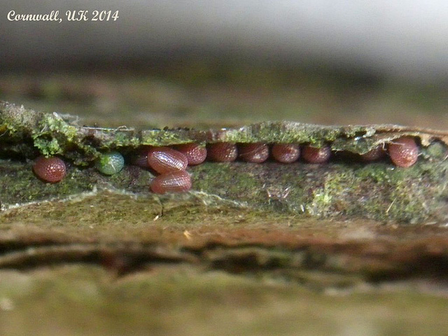 1965a Pseudocoremia suavis (Common Forest Looper)