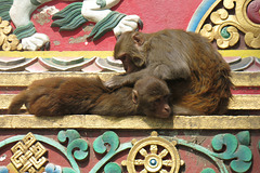 Les singes de Swayambunath (Swayambu), Kathmandu (Népal)