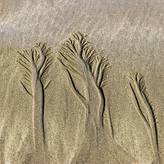 The Settlands sand trees 3