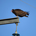 Turkey vulture enjoying the morning sunshine