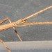 IMG 4309Stickinsect