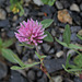 Trifolium pratense (1)