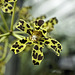 Bell Orchid – Orchid House, Princess of Wales Conservatory, Kew Gardens, Richmond upon Thames, London, England