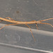 IMG 4317Stickinsects